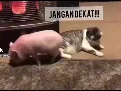 @MOHAMMAD ALIF IZZUDIN ⛔