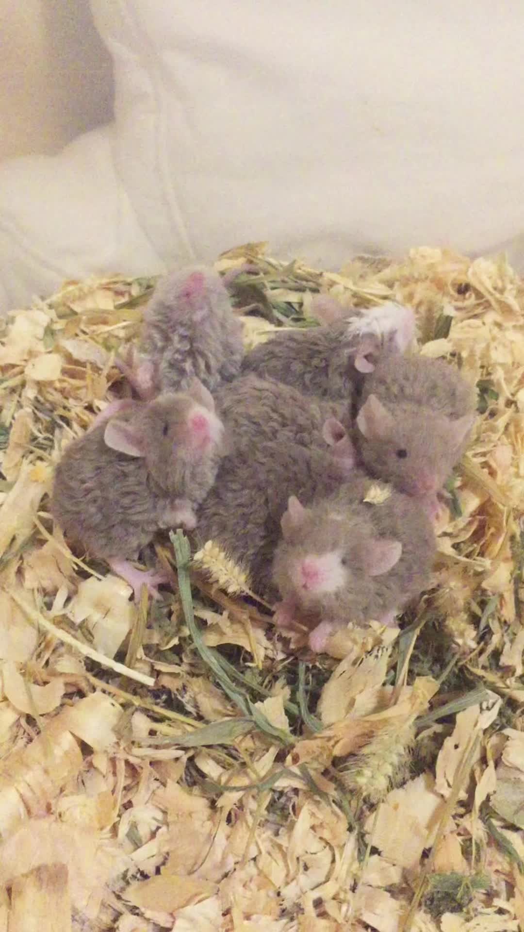 @ThatMouseGirl♡