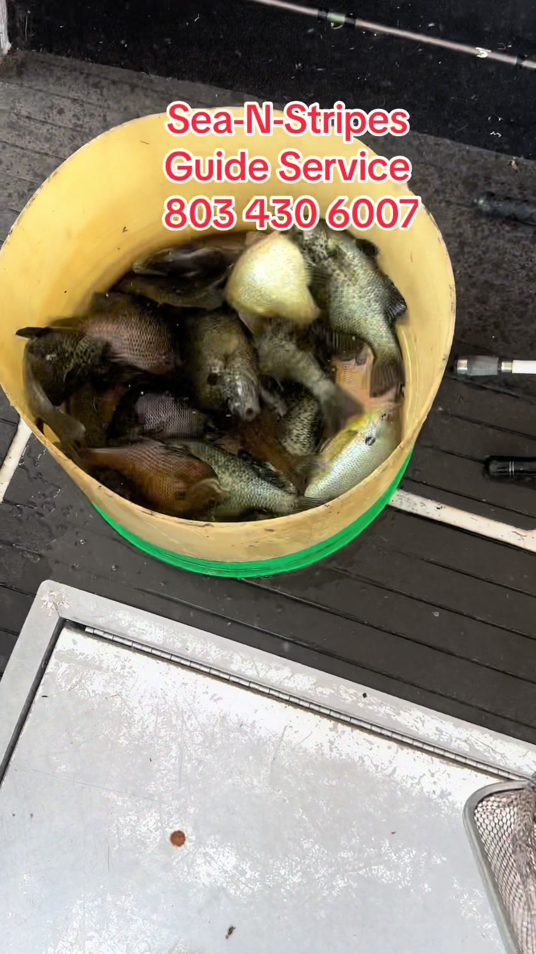 @Sea-N-Stripes Guide Service 🎣
