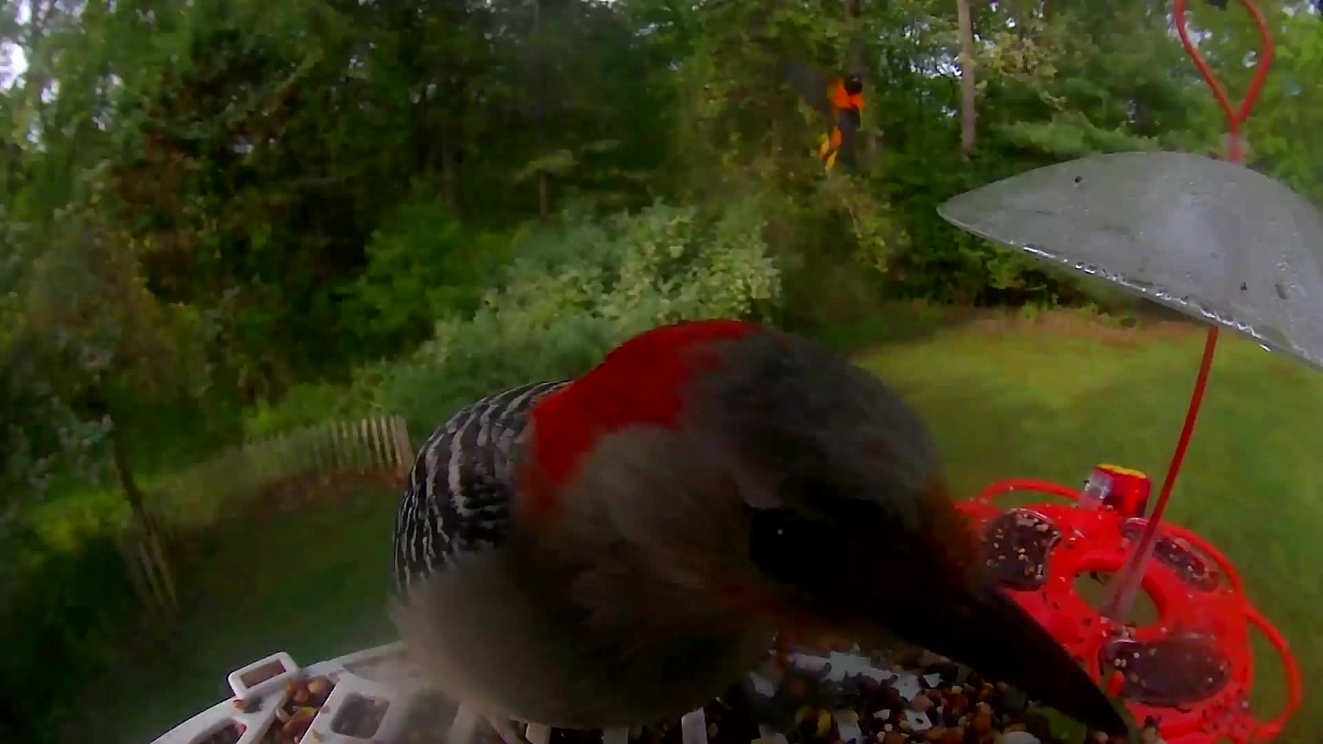 @Bird feeder Cam