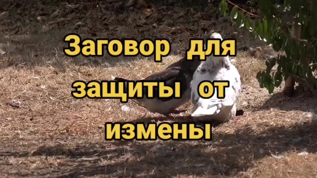 @Заговоры и шепотки