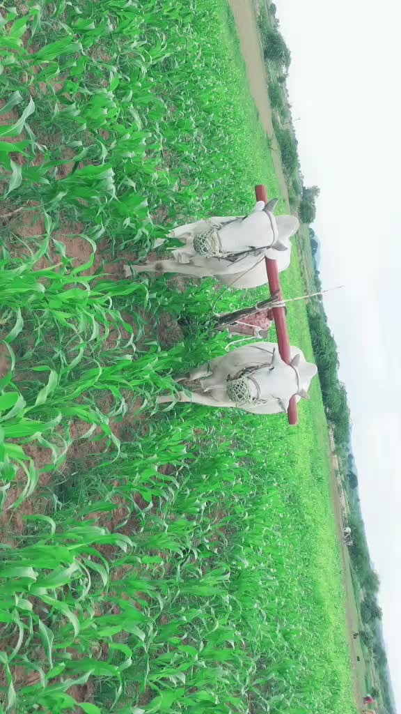 @Yadagiri Ntr Yadagir
