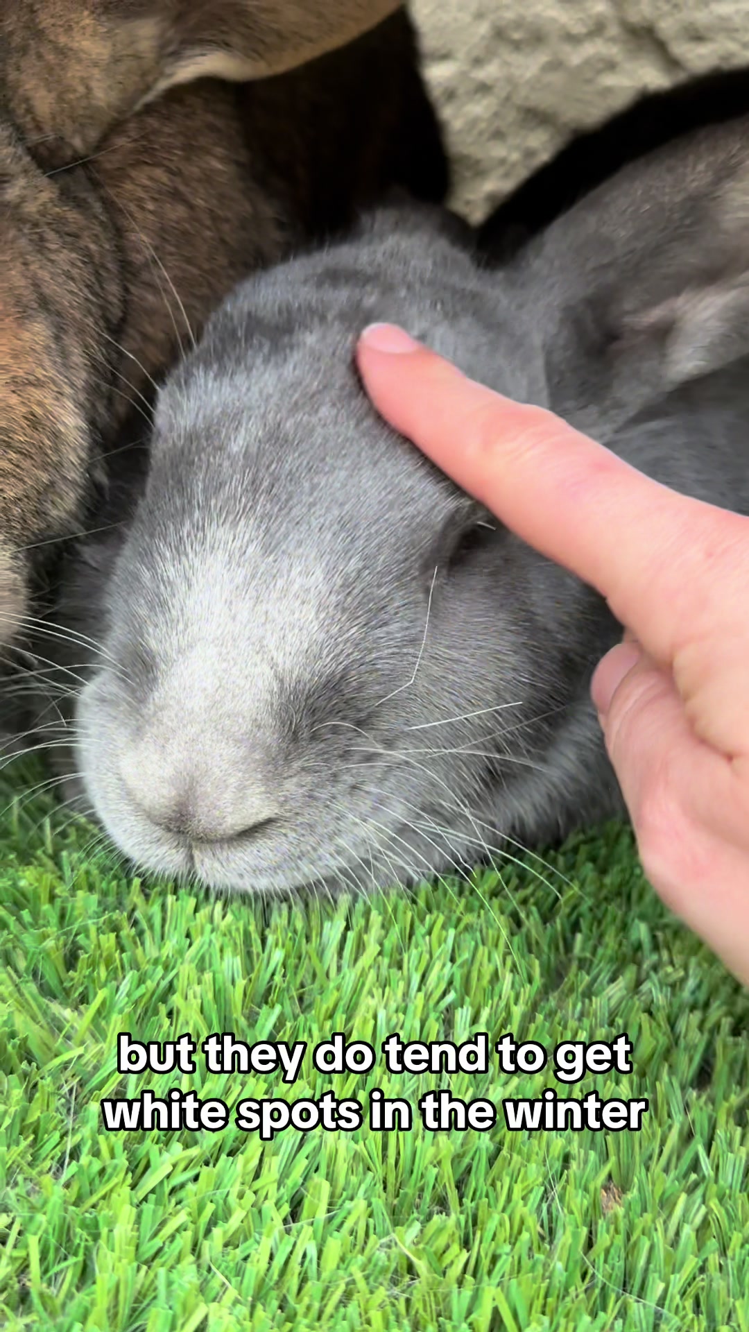 @🐰 Rex Rabbit Rex 🐰