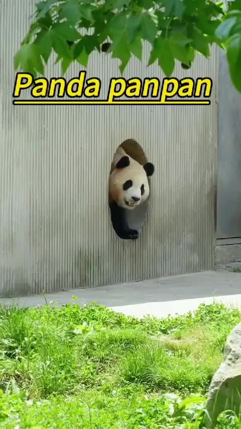 @Many pandas
