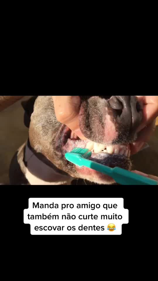 @João Vitor Maldonado