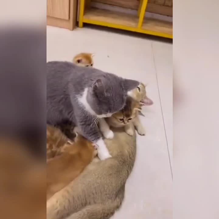@leonupetpet