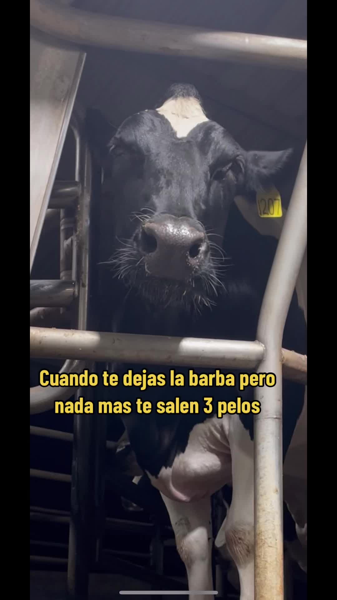 @El chespi🐄