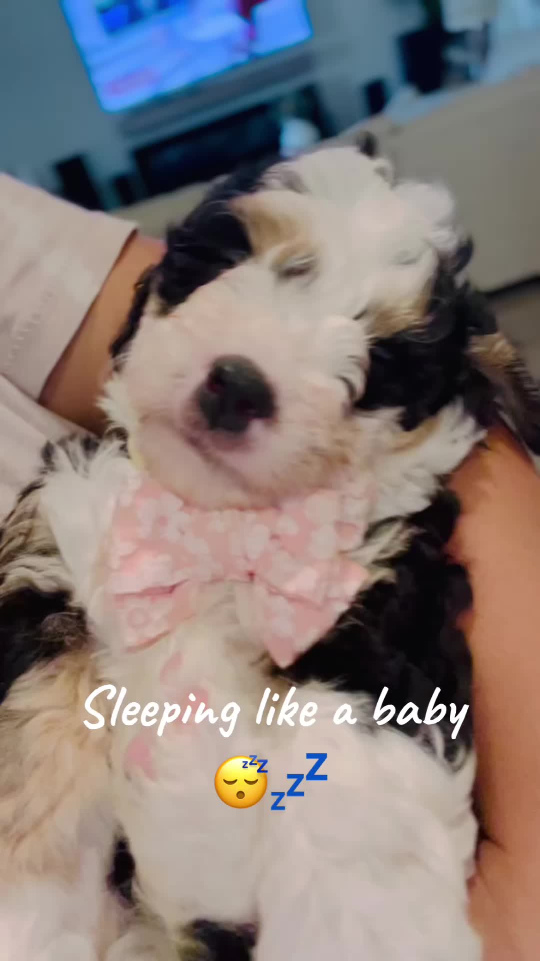 @PIA&rsquo;s Doodle Poodle Wag