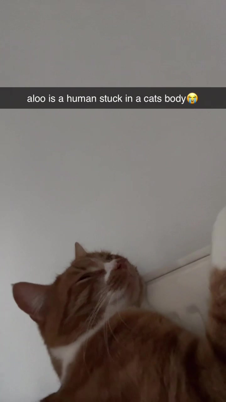 @Aloo The Cat