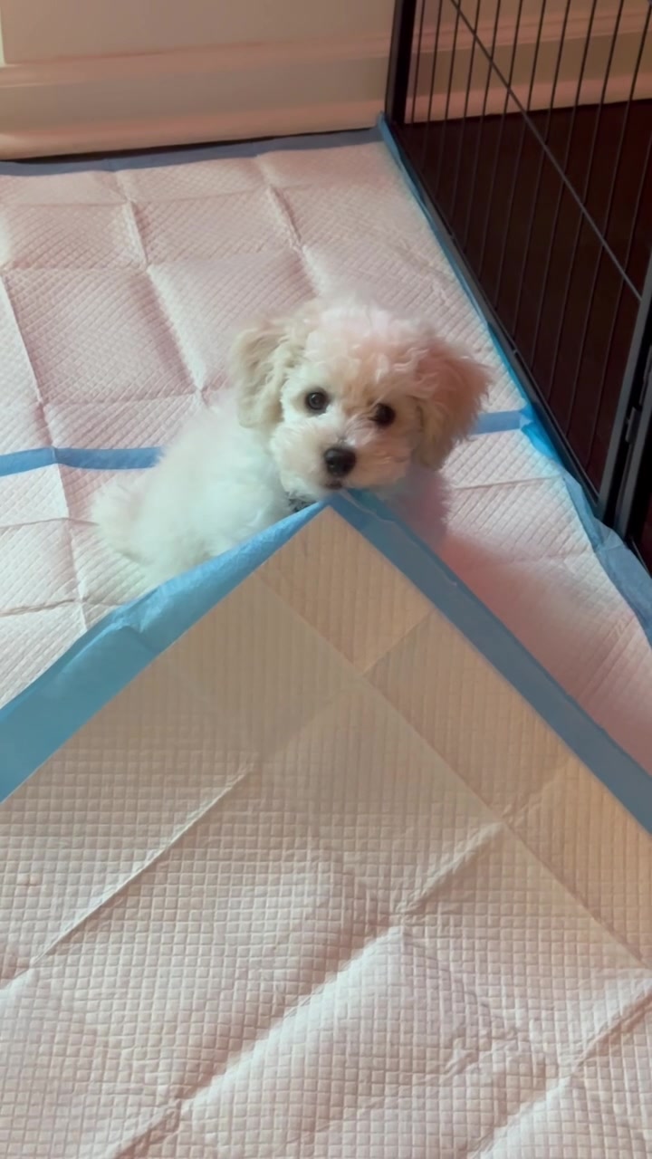 @Rui the Bichon