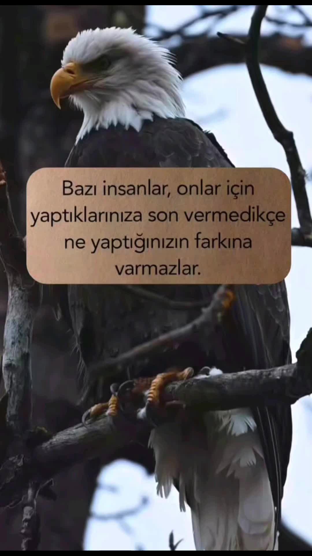 @Evlaat