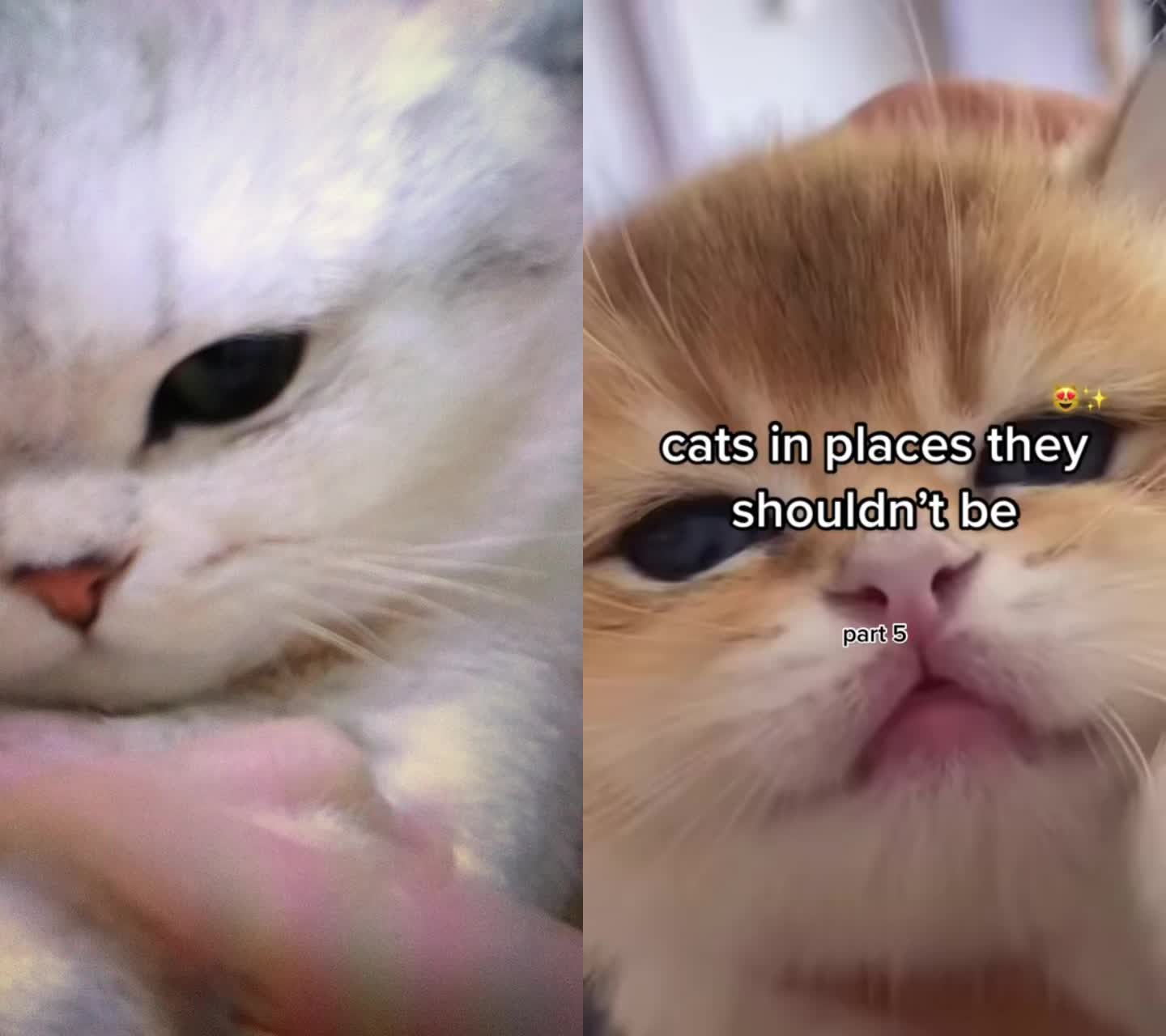 @Pet home