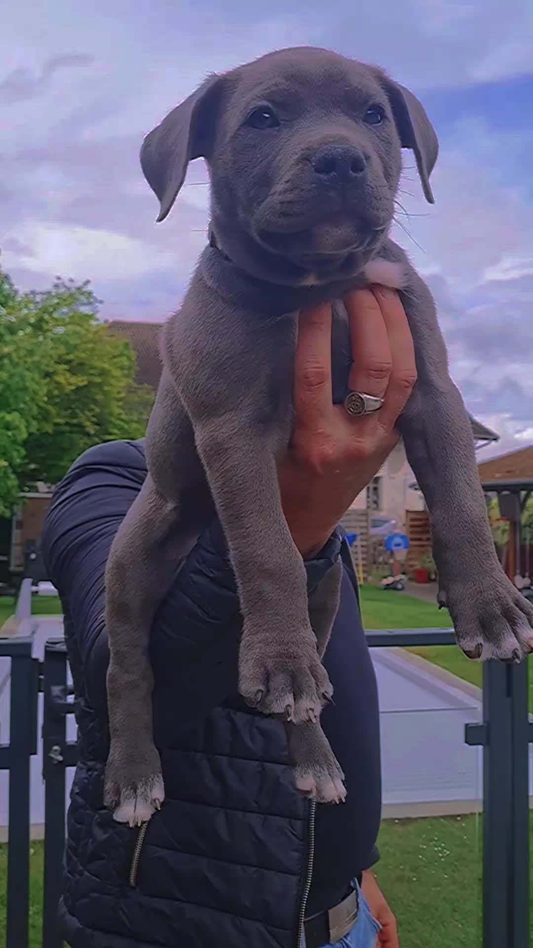 @ShadowBullyXXL