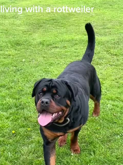@Reggie the Rott