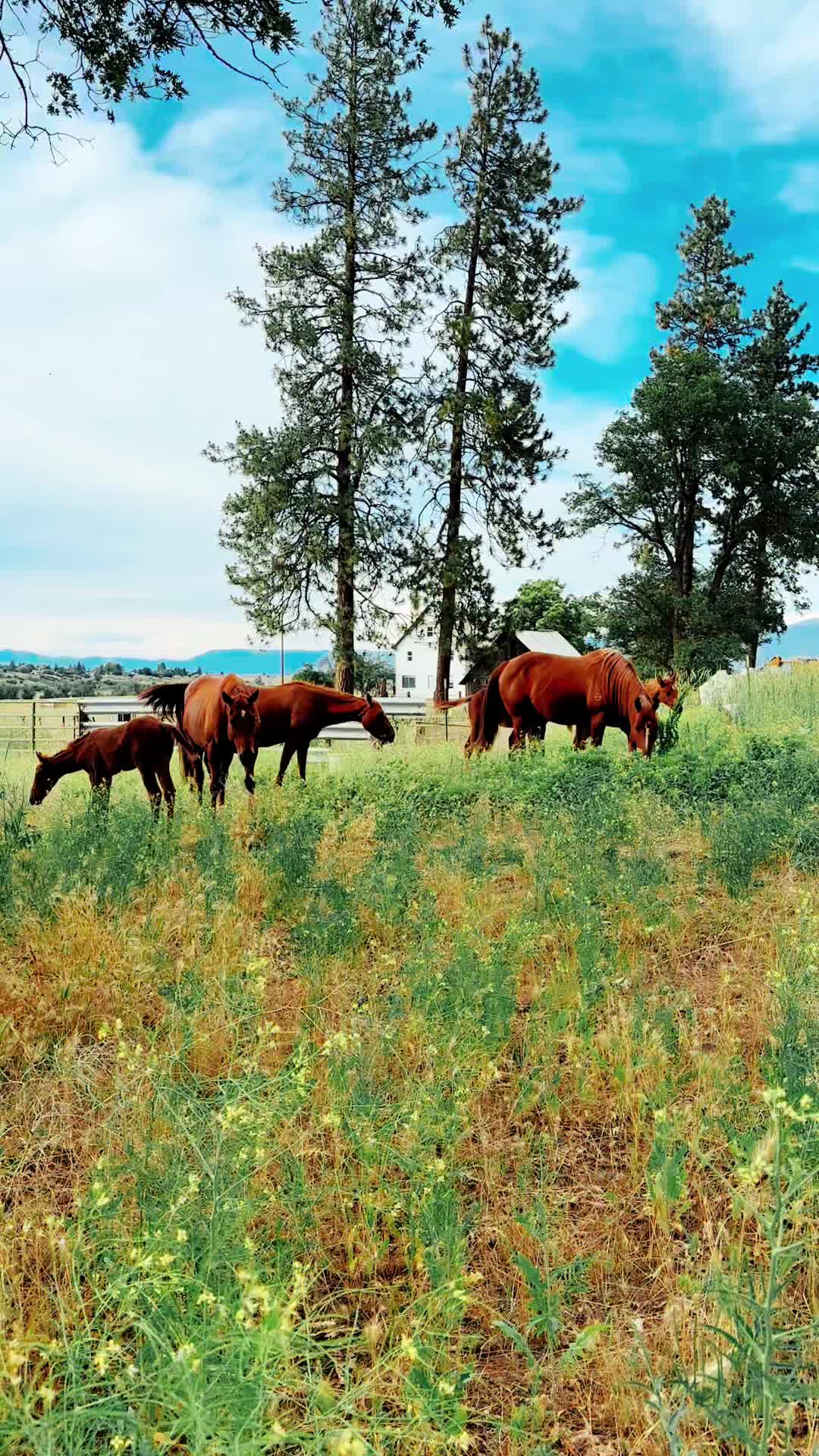 @Secret Springs Ranch