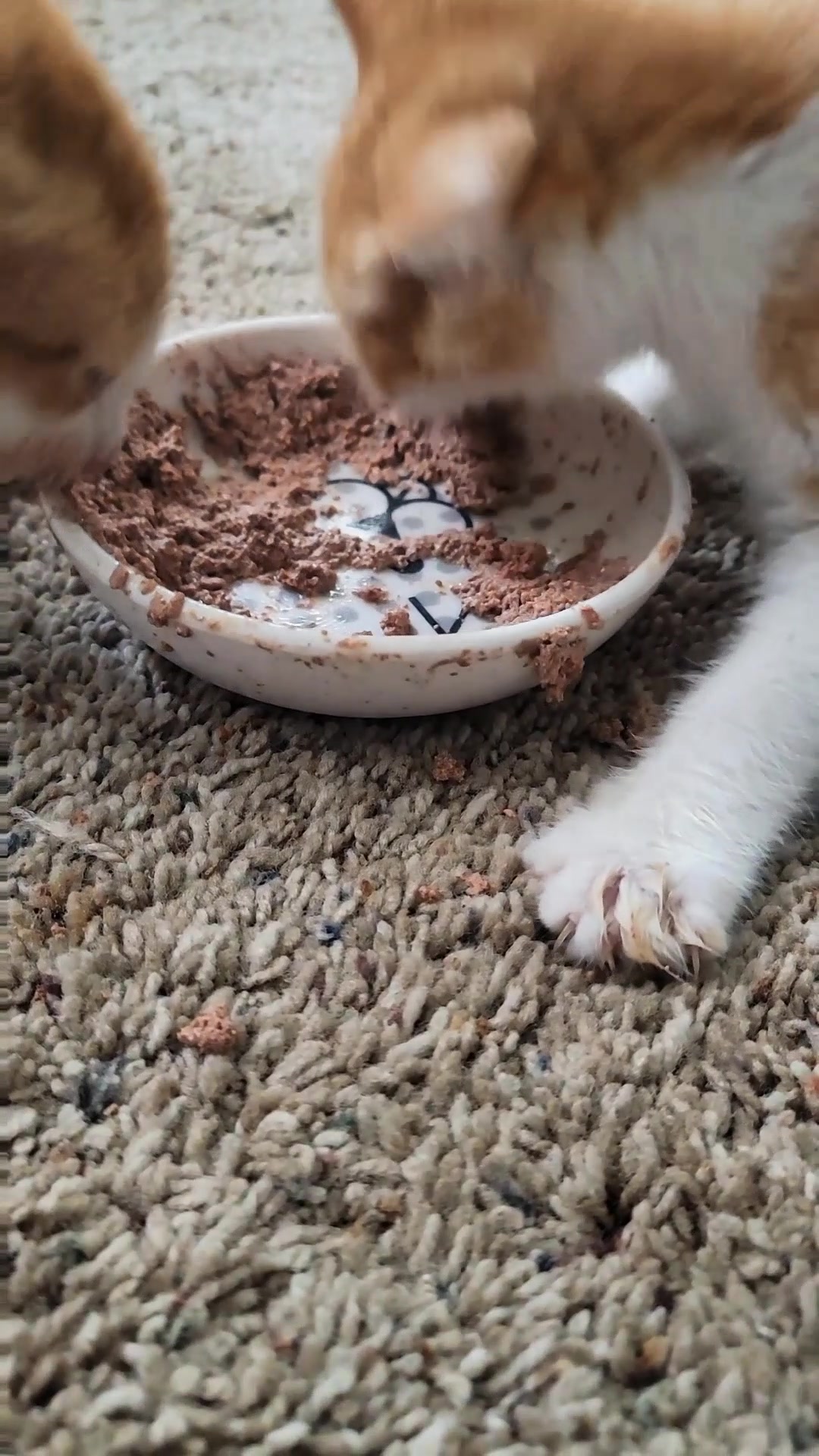 @Sophie the Blind Kitty