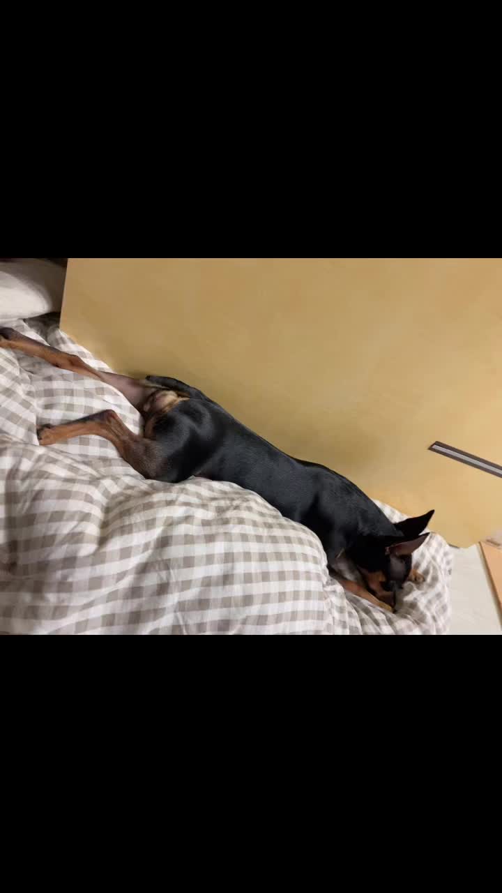 @샷쿵이