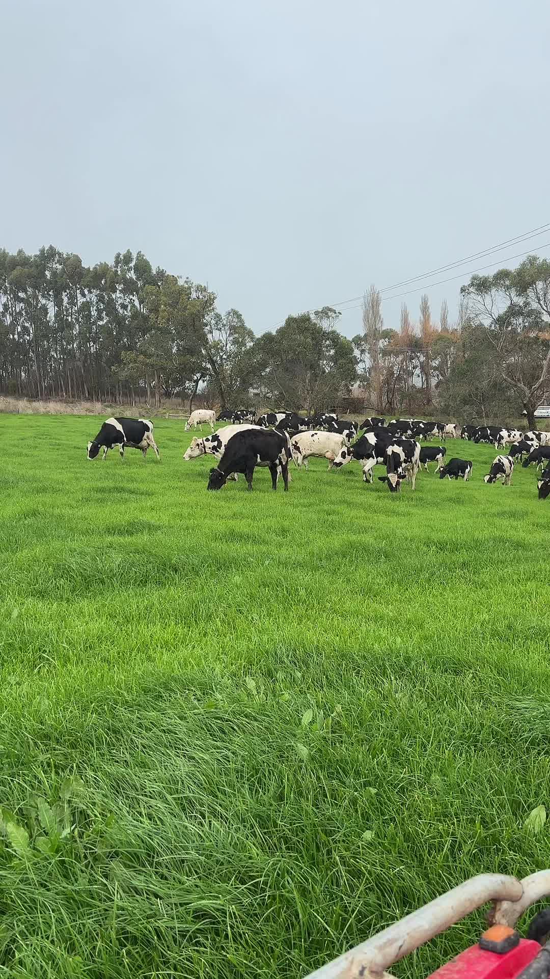 @Aussie dairy vics