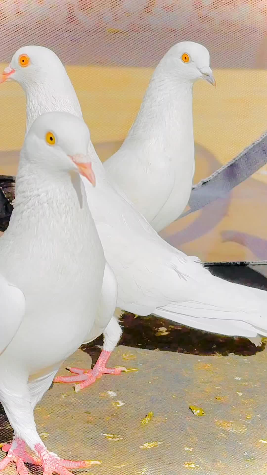 @🕊️PEGON🕊️