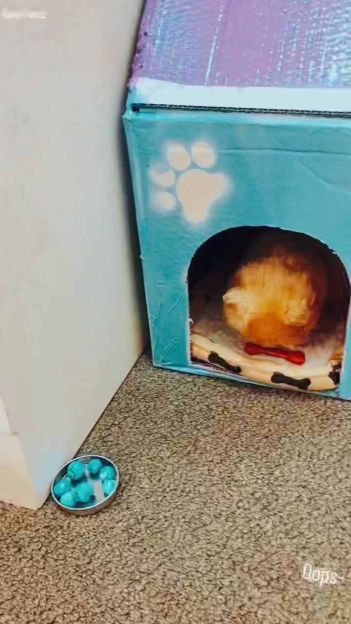 @Sweetpetzzz