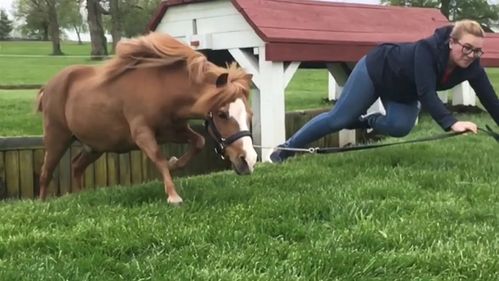 @Sarah & Patrick The Mini Horse