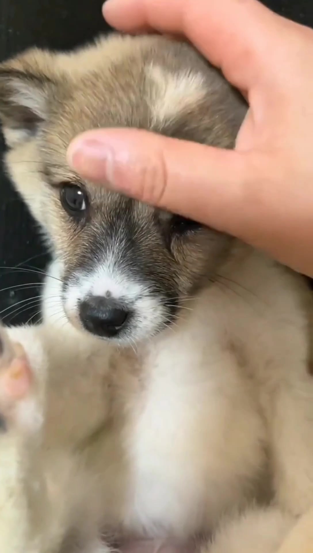 @Cats and dogs