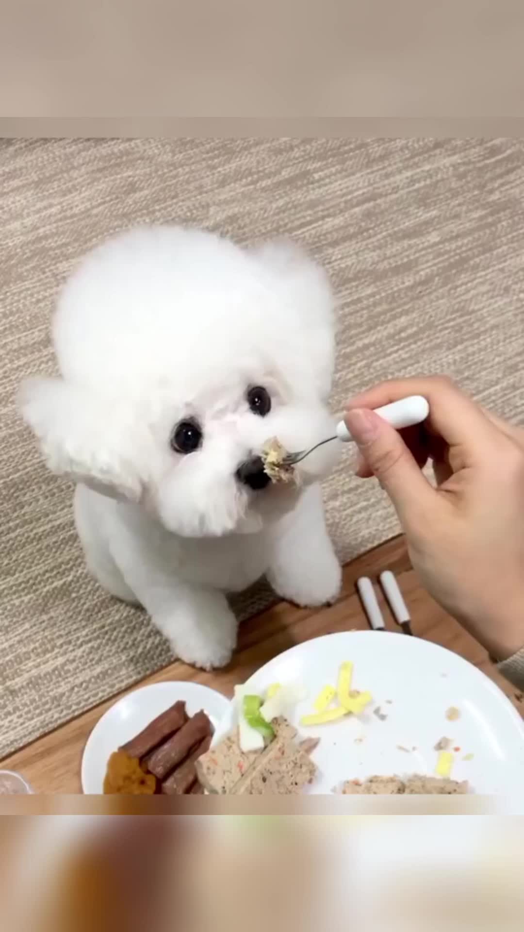 @vdogtv