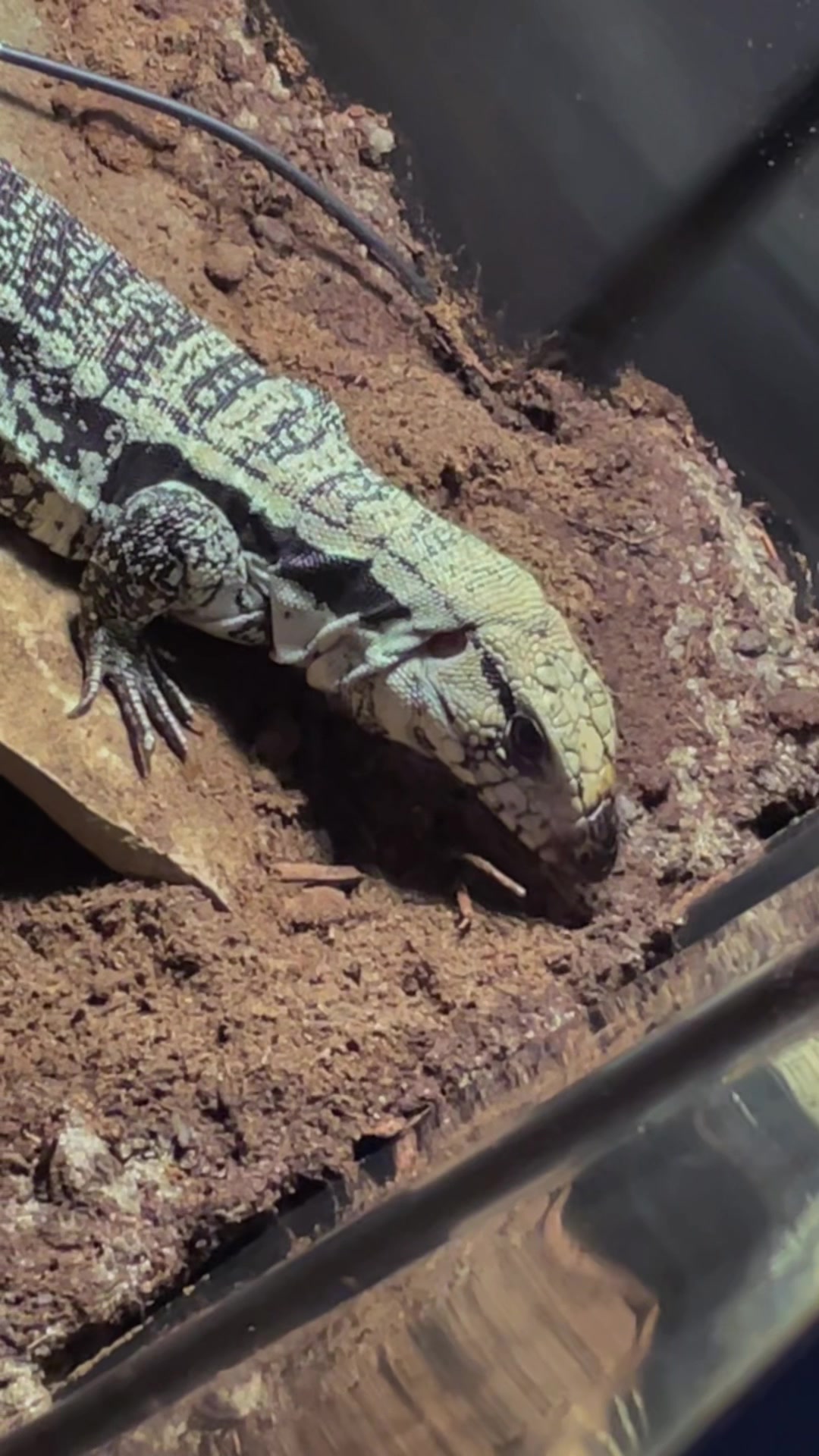 @Cryptid Exotics