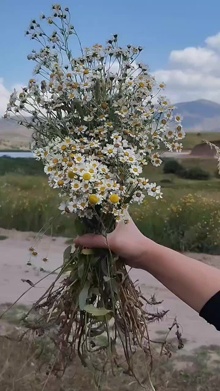 @naxcivan_qizil_pandora