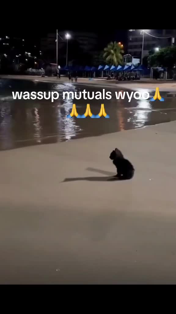 @🐈&zwj;⬛