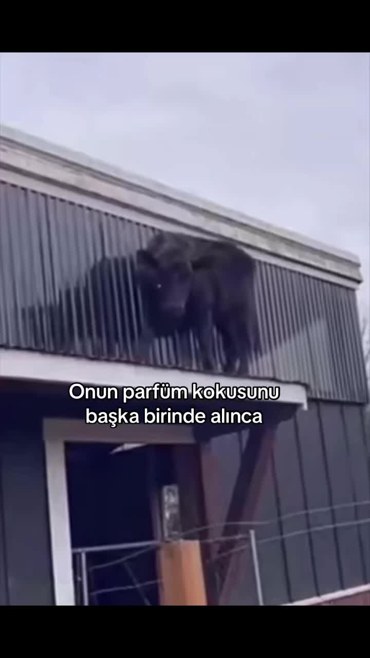 @Z🐆
