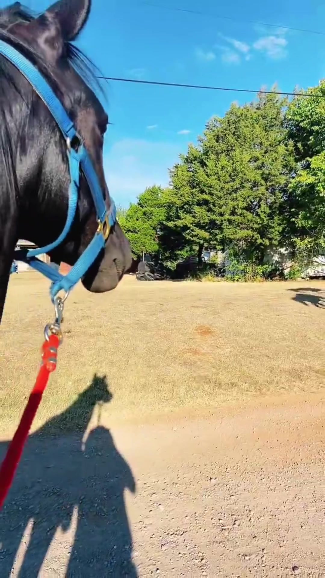 @Billy The Bad Ass Horse