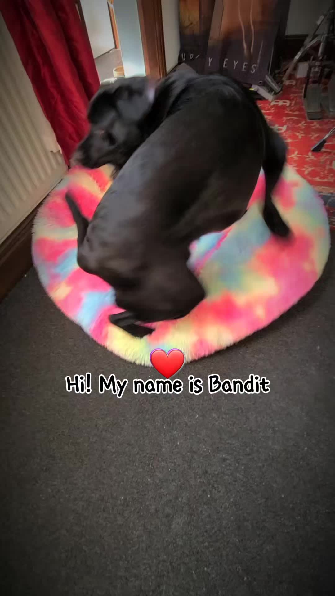 @🐾That Handsome Bandit 🐾