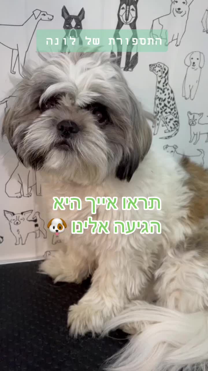 @ספר כלבים 🐩✂️