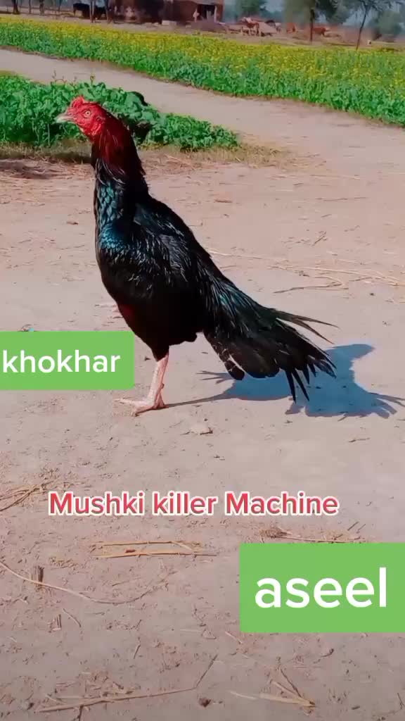 @malikqamarmalik85