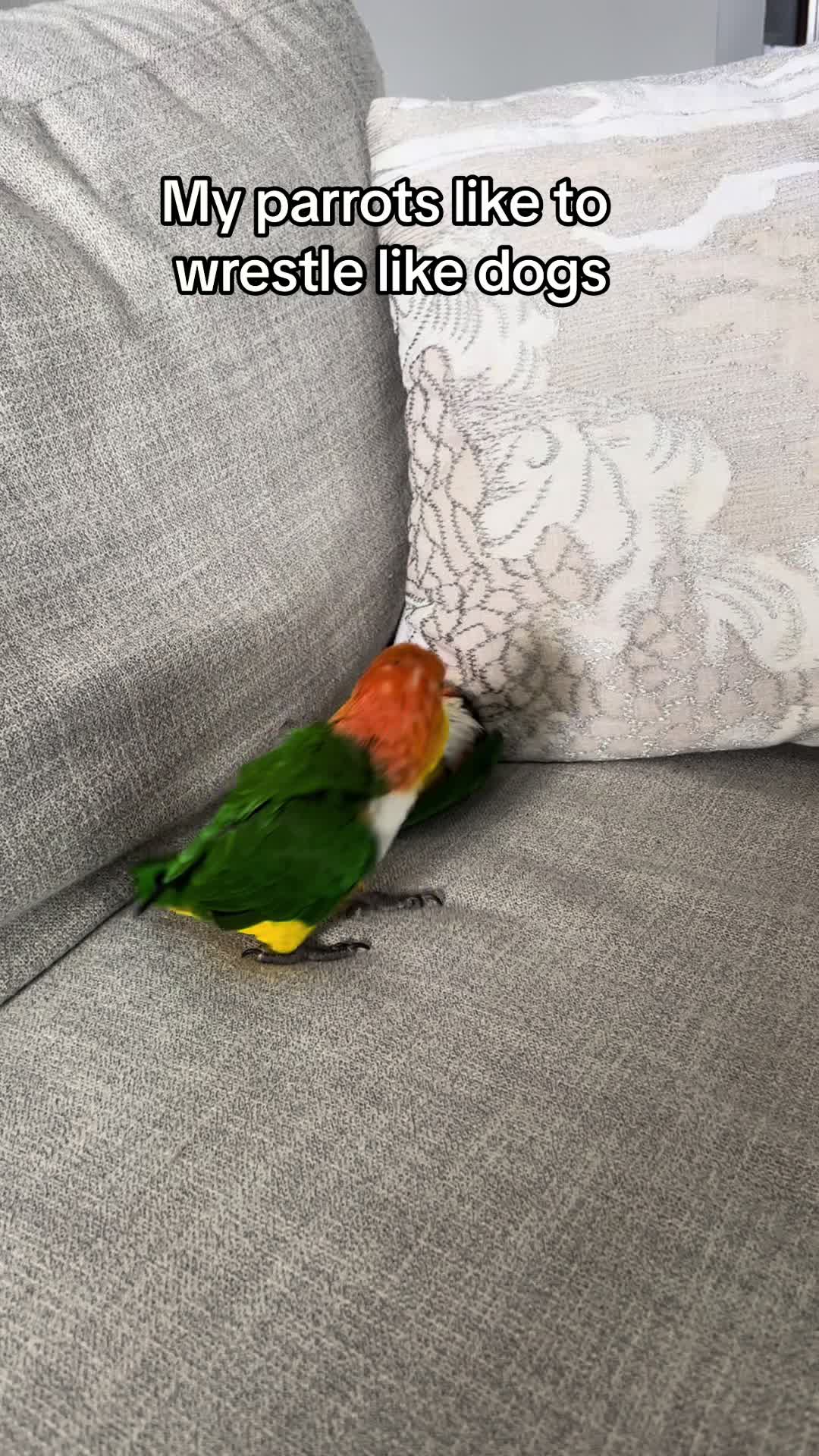 @goober_and_the_mouse