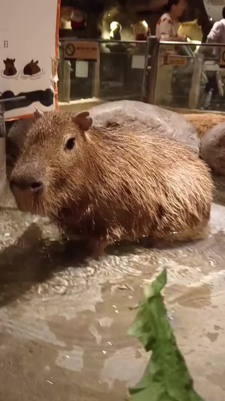 @CaPyBaRa