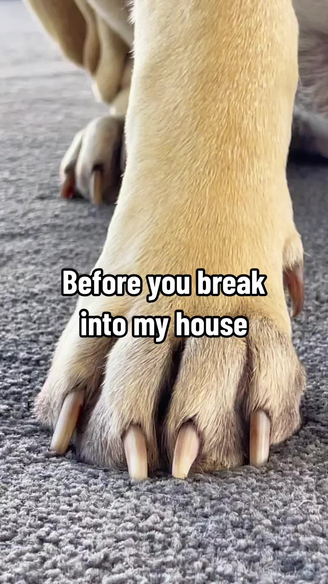 @Axel Rose | Bullmastiff