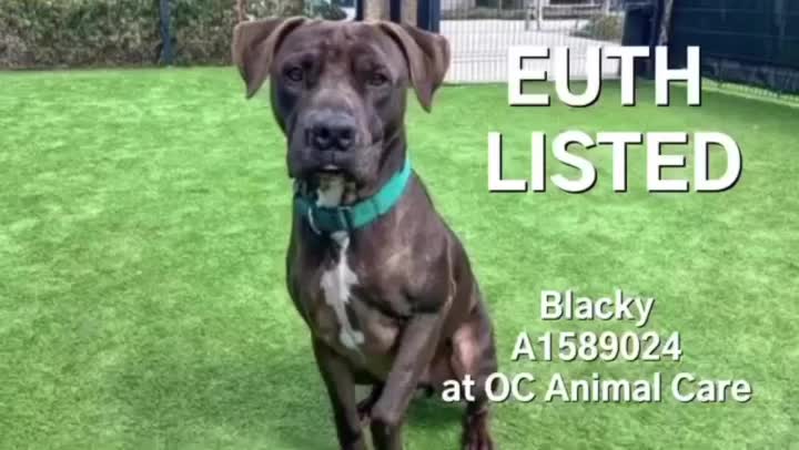 @OC Animal Shelter