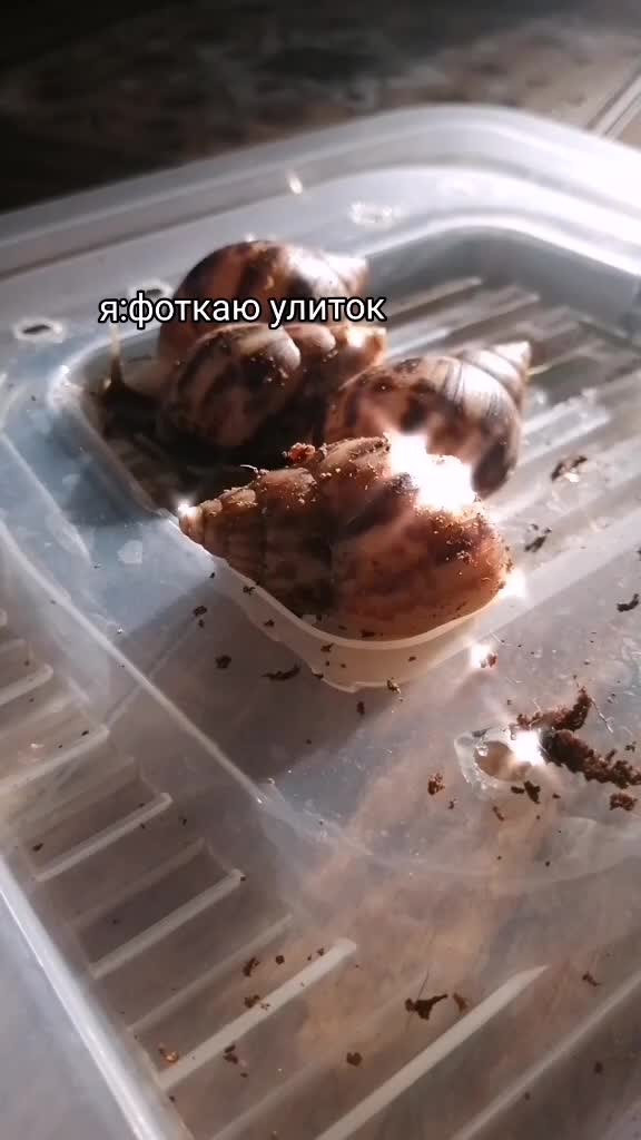 @Улиточки🐌💞