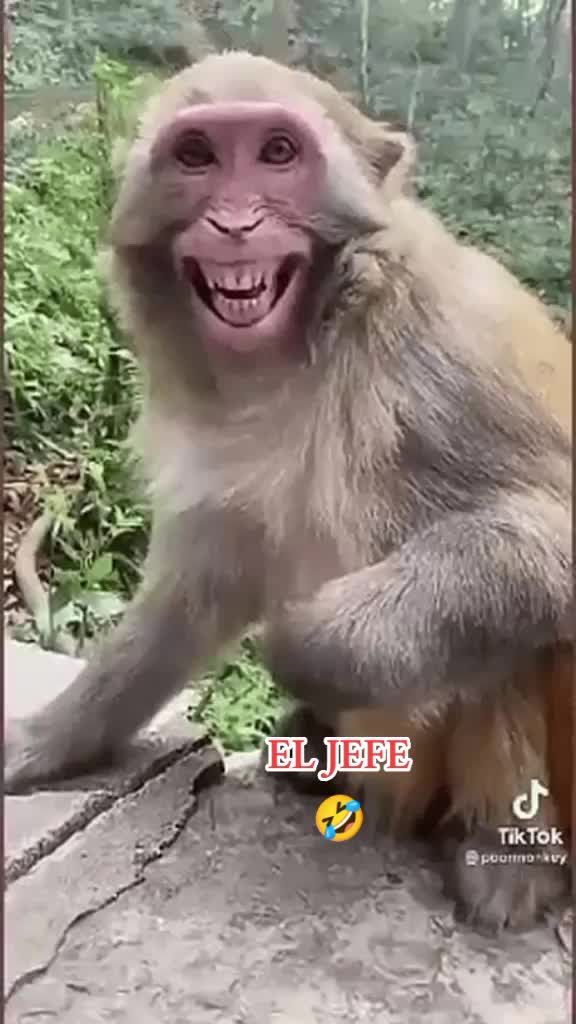 @Tonguemaster King