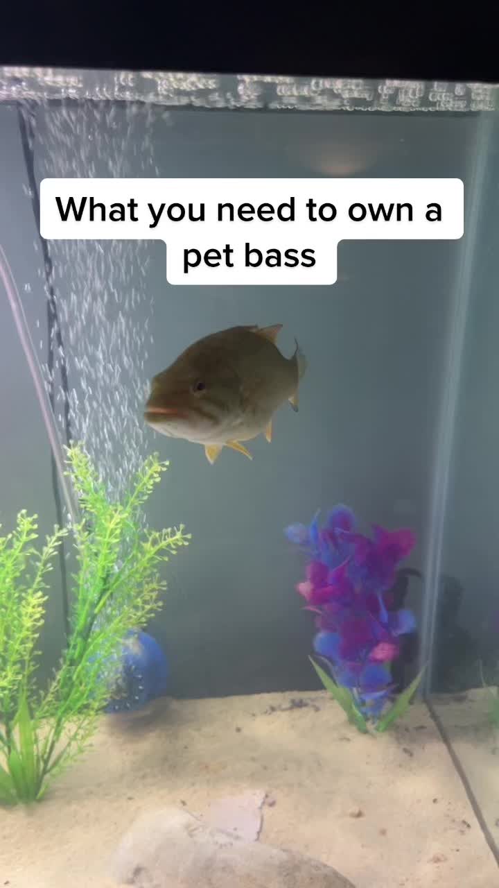 @Grub_the_bass