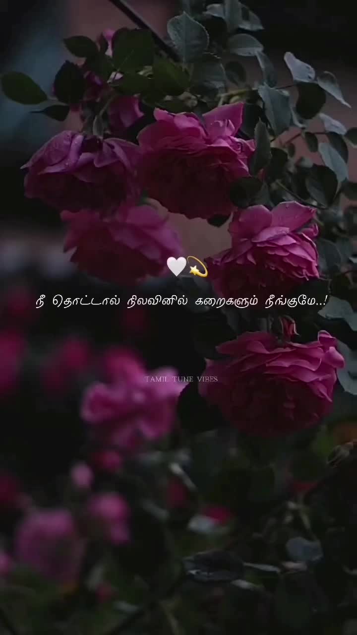 @TamilTuneVibes✨