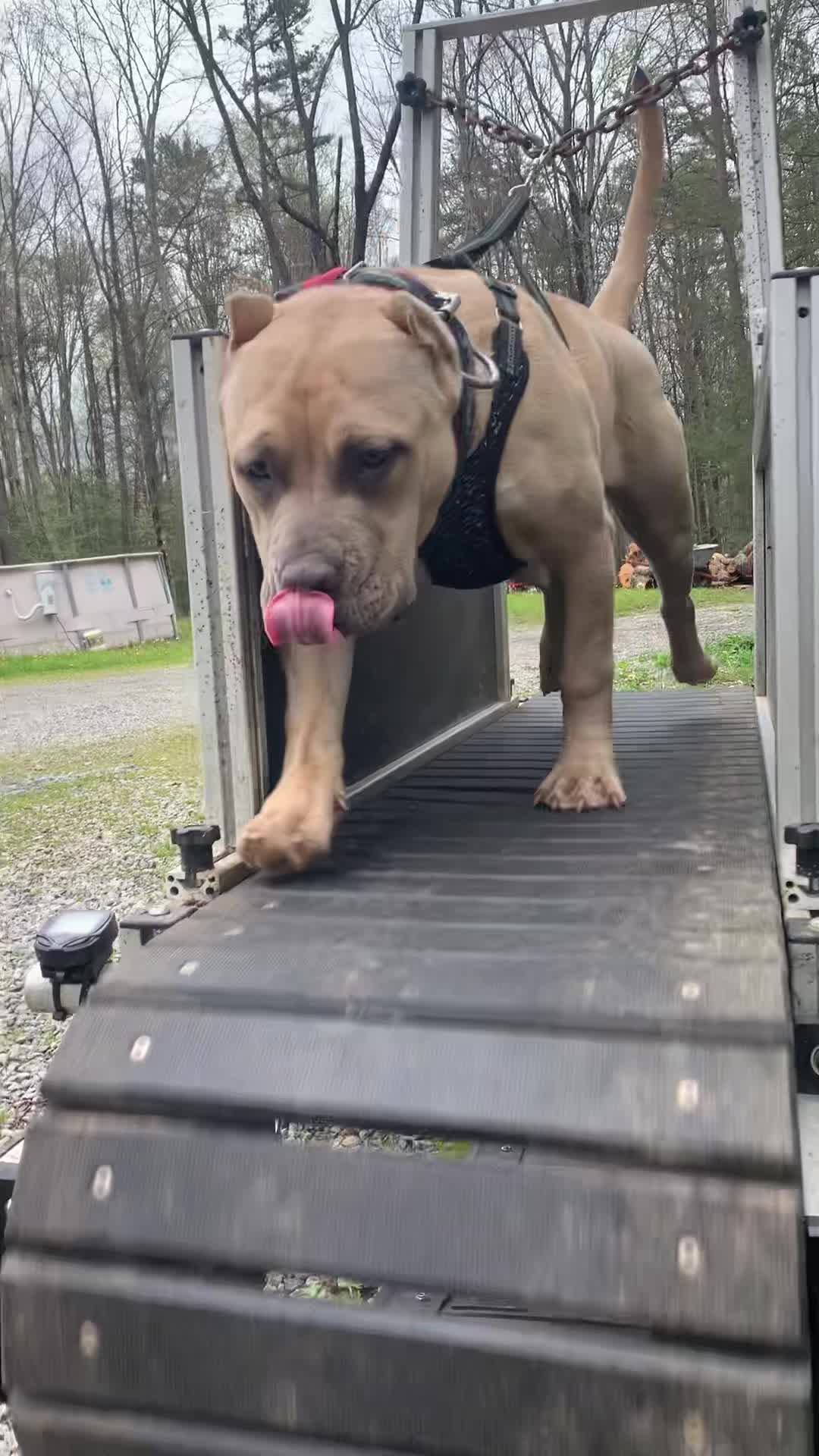 @Mount_Ruckus_Kennels