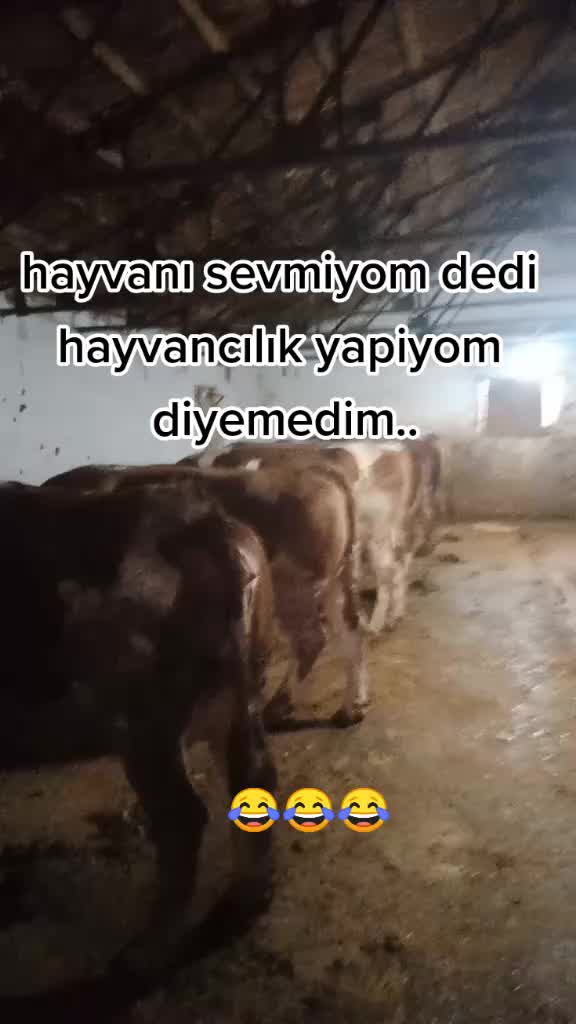 @şahin Akdoğan