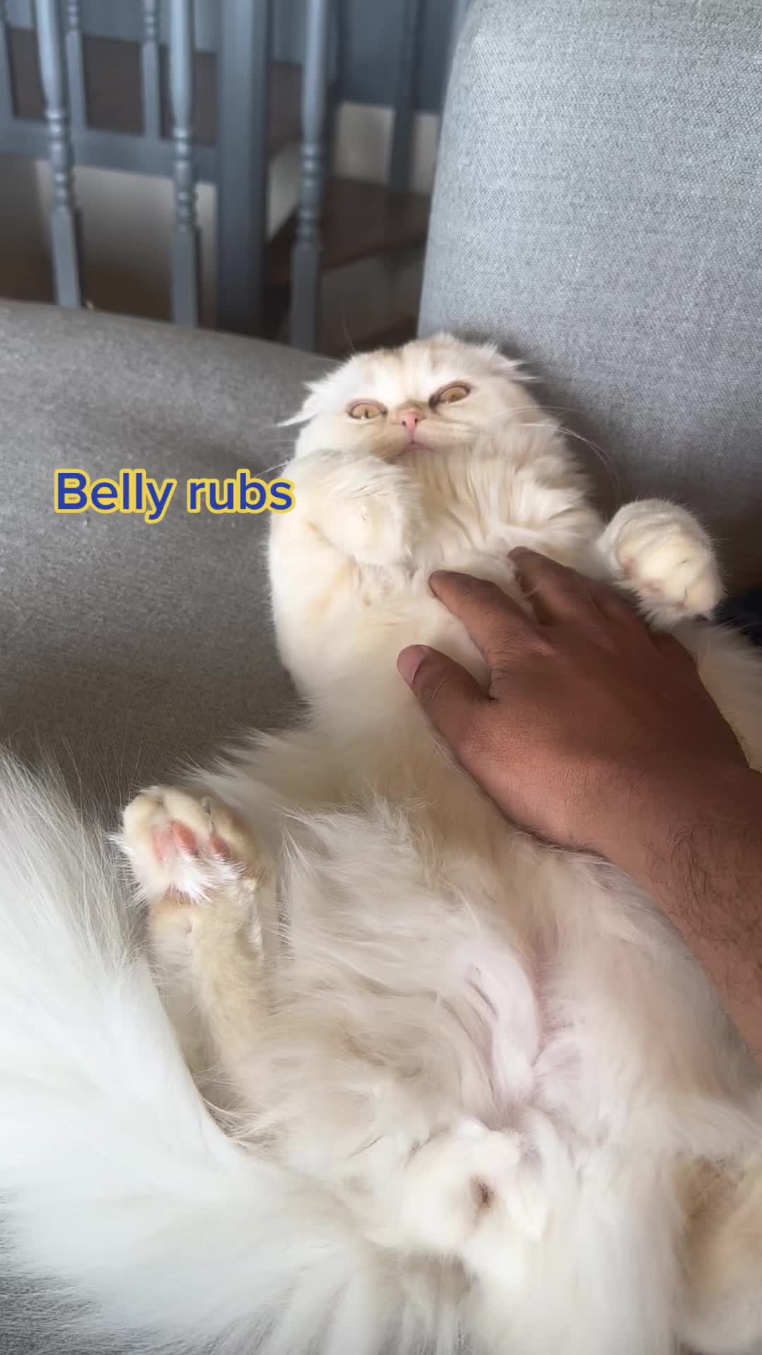 @Chester_and_Pepper