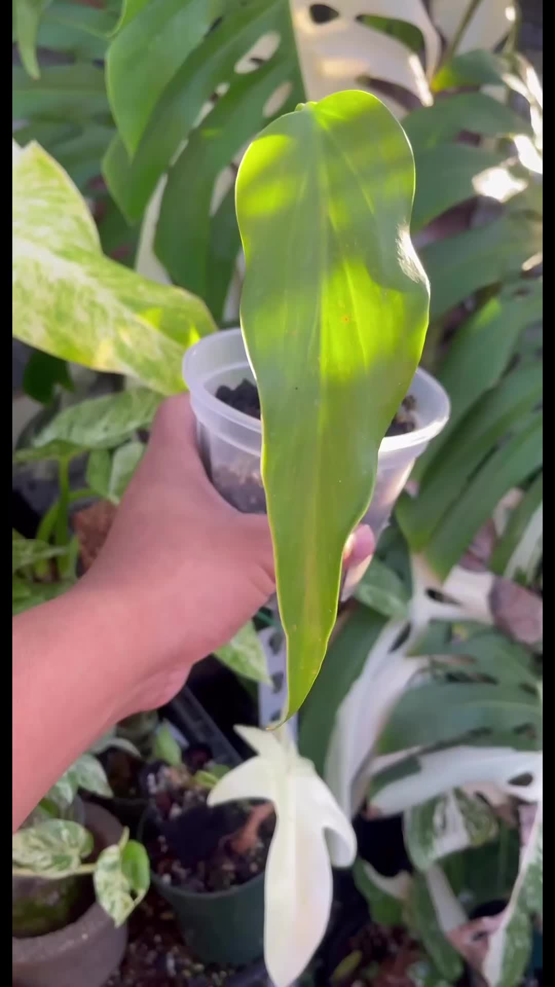 @Just_fishandplants