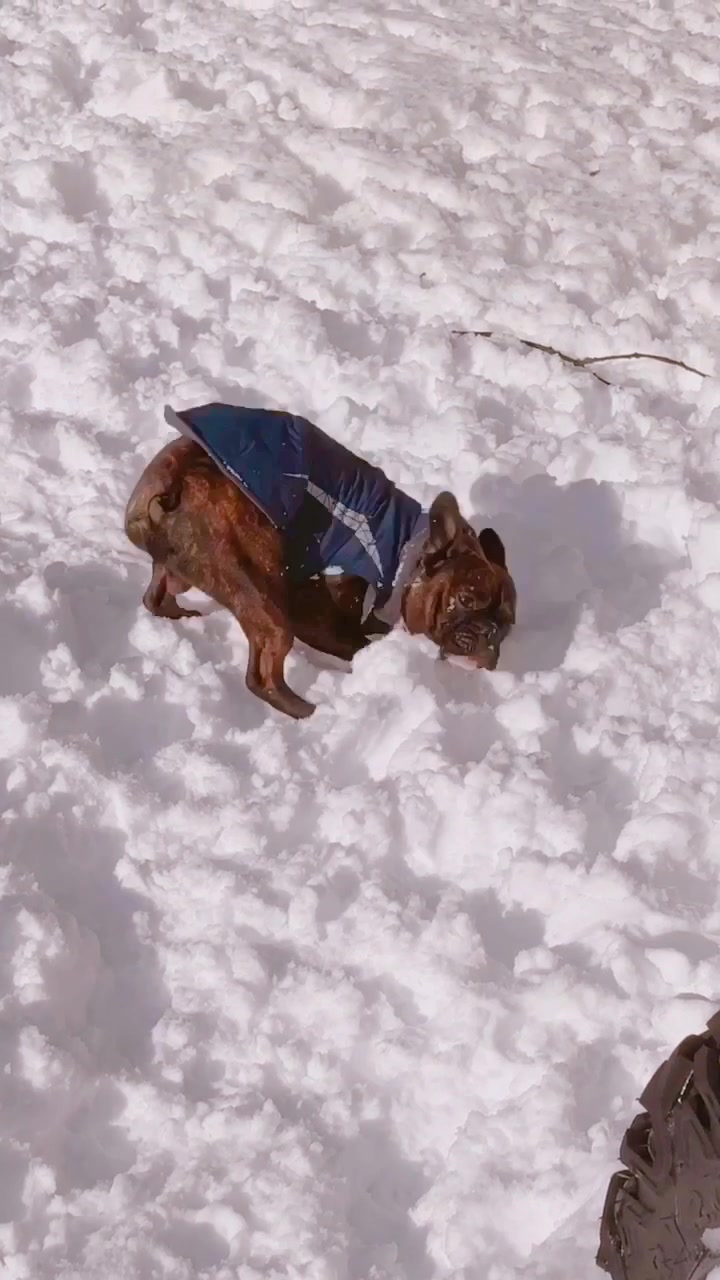 @wildlywinston
