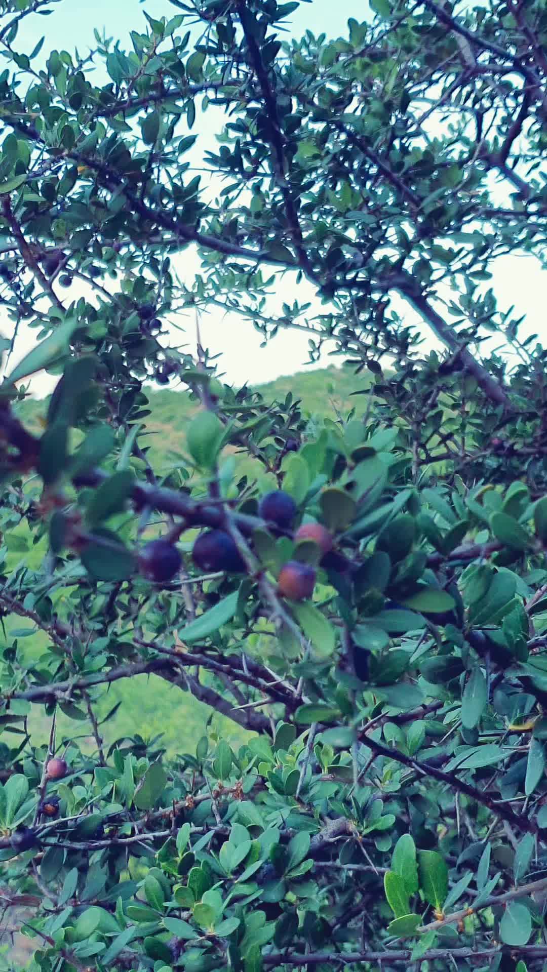 @𝙄𝙇𝙮𝙖𝙨シ