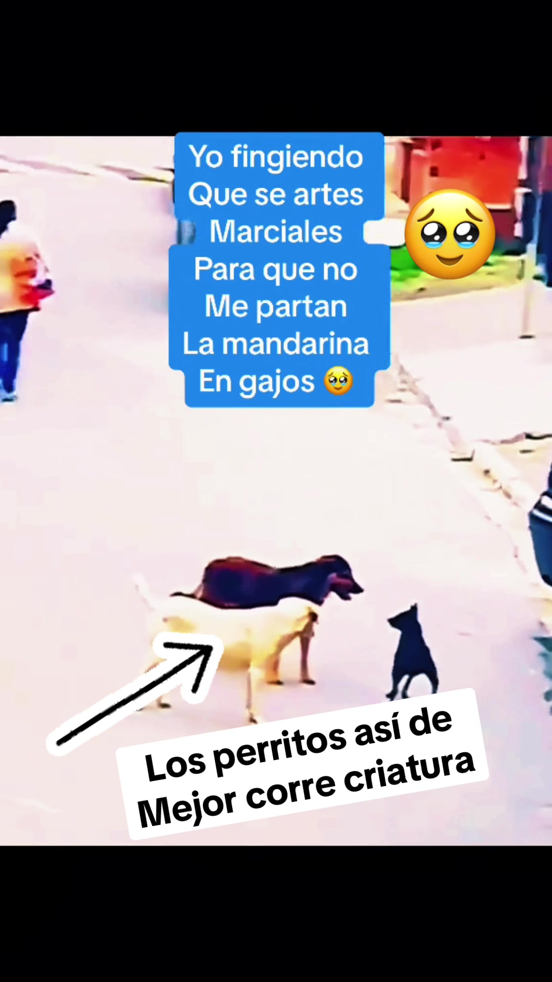 @videoschistosozzzzz